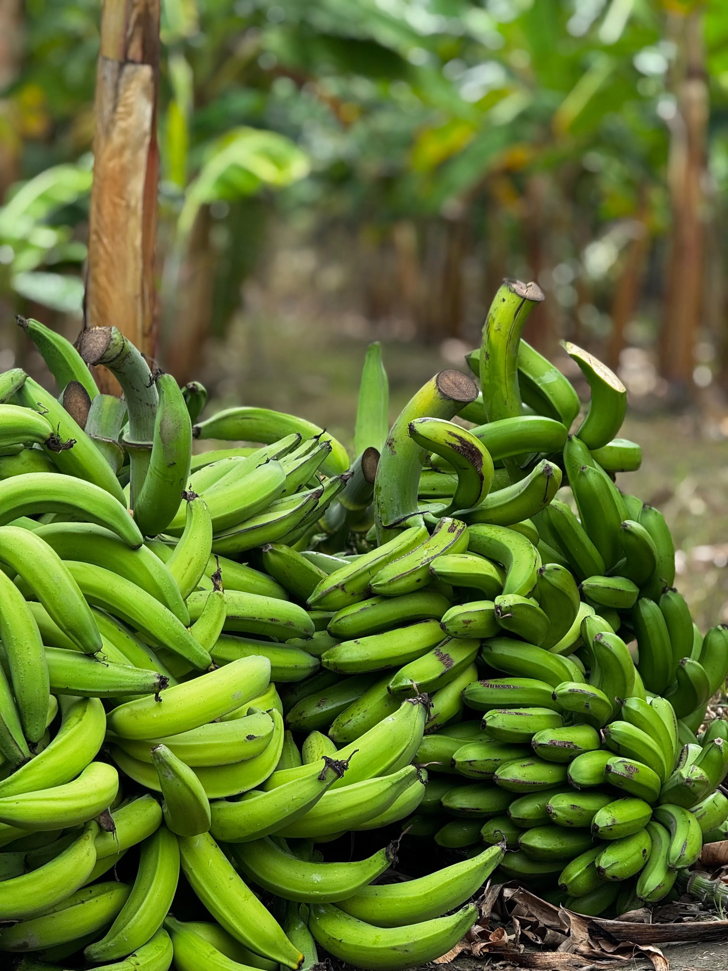 Producción asegurada