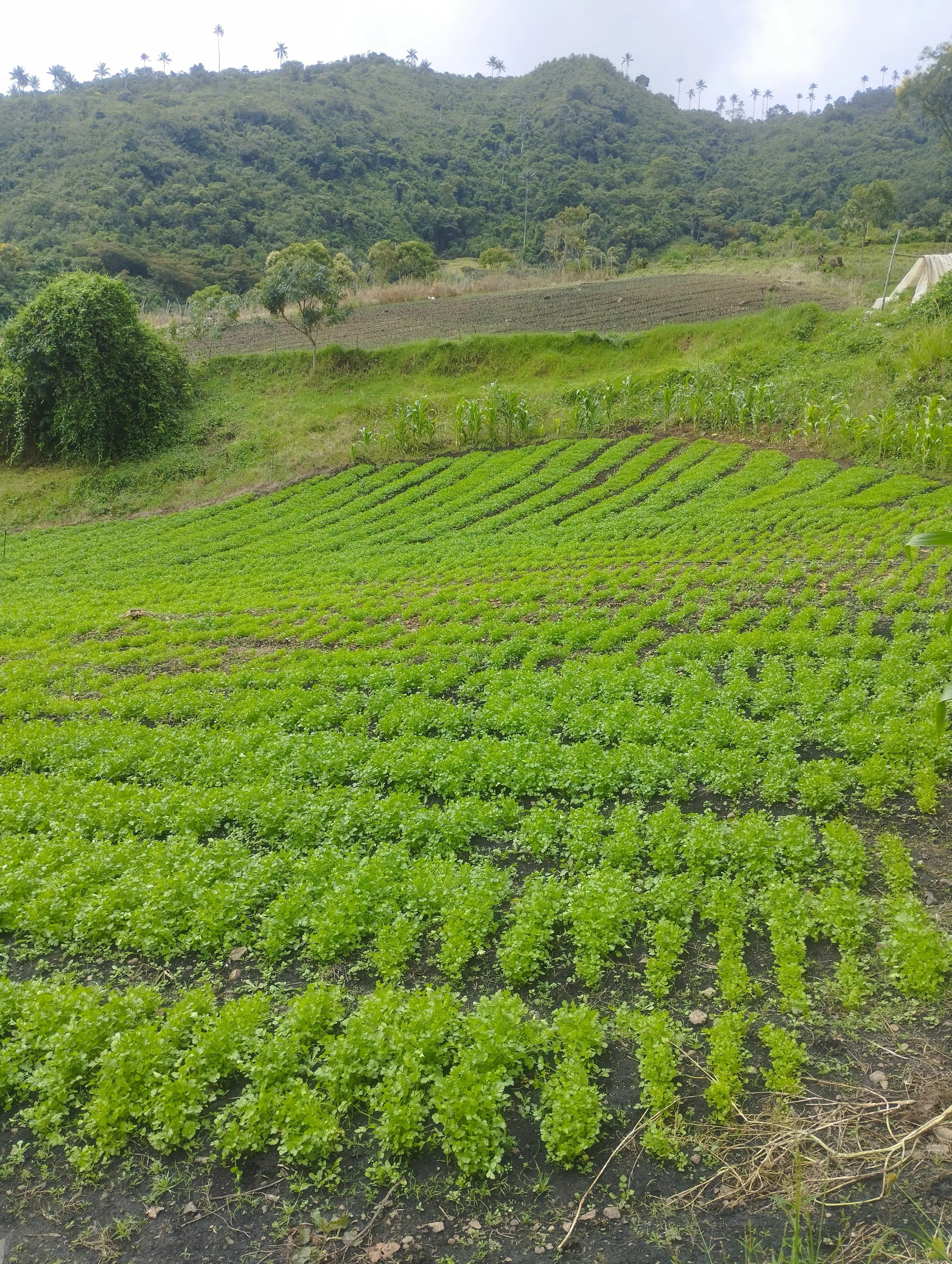 Agricultura de precisión en acción